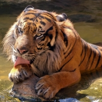 Tiger Licking Her Paw in Water