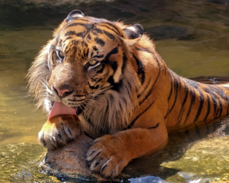 Tiger Licking Her Paw in Water - tongue, wild, water, park, animal, tiger, big cat