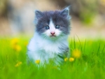 Baby Kitten Standing on Green Grass