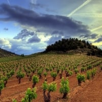 Vineyard in Rioja Region of Spain