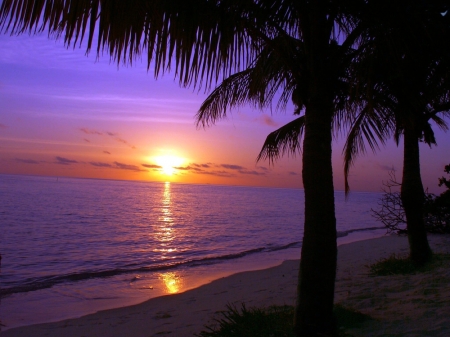 Purple Sunset - beach, sea, reflection, sun, sky, palm