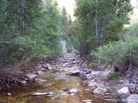 Spearfish Creek - creeks, rocks, forests, rivers, trees, nature, canyons