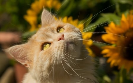 Cat - sunflower, yellow, cat, eyes, orange, summer, pisica, ginger