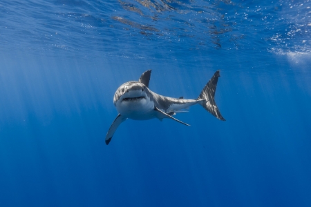 Shark - animal, ocean, swim, shark