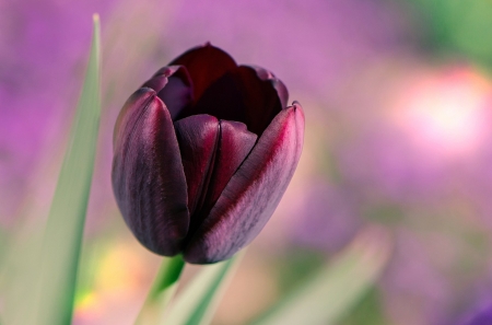 Tulip - tulip, flower, nature, plant