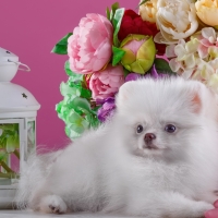 Cute white pomeranian spitz