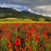 Dark clouds Above the Poppies Field