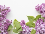 Lilacs