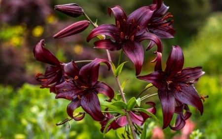 Asiatic Lilies