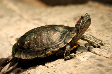 Red-Eared Slider Turtle - Turtles, Animals, Rocks, Nature