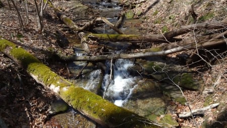 Cascading Stream in Spring - stream, nature, forest, spring