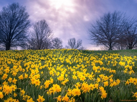 Daffodils Field - nature, trees, dark, clouds, daffodils, flowers