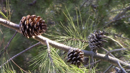 Pinecones - needles, tree, evergreen, pinecone