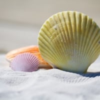 Lovely shells