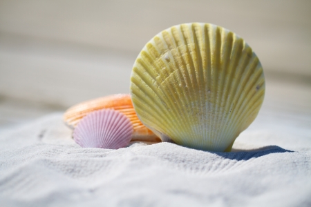 Lovely shells - shells, white, nature, beaches, sand