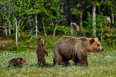 Bears - cub, bear, ani al, green, family