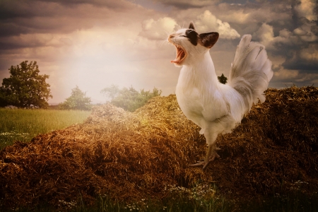 :-) - morning, cat, song, funny, pisica, fantasy, creative, bird, pasare, chicken, rooster