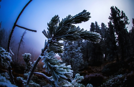 Winter - nature, trees, snow, photography