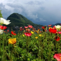 Lovely Poppy Field by the Lake