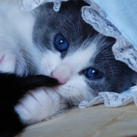 Baby Cat With Blue Eyes