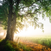 Sunshine in Nature Field