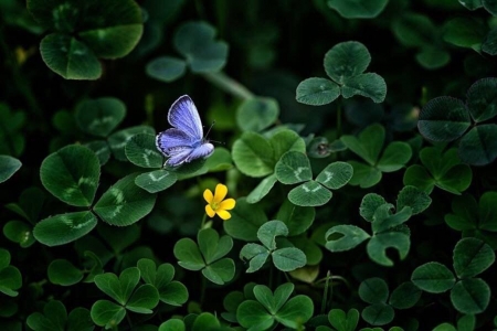 Butterfly - flower, yellow, butterfly, blue