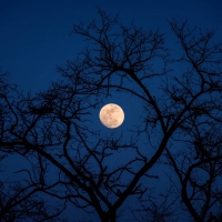 full moon thru the trees