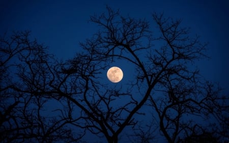 full moon thru the trees - space, moon, fun, trees, cool