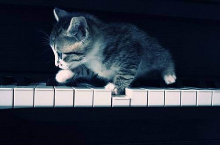 musician kitten - musician, cats, animals, kitten