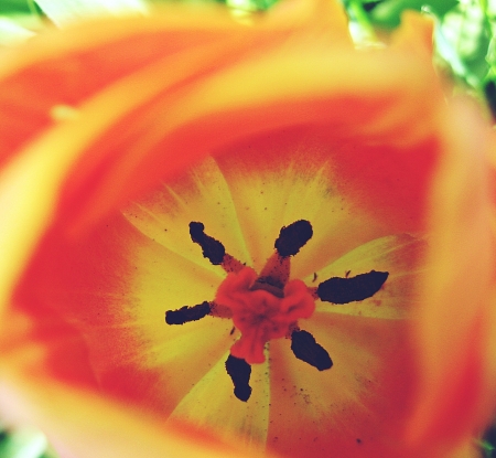 like fruit - tulip, flower, bright, macro