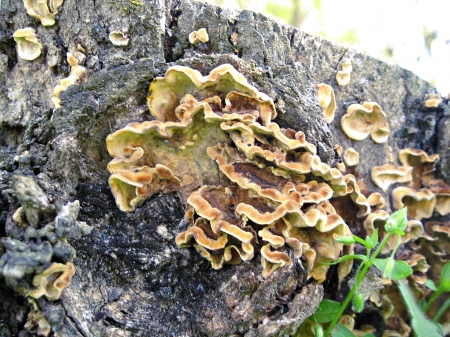 hanging with the fungi - trees, forest, growth, fungi