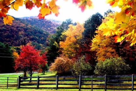 Autumn Fall - trees, slope, grass, fence, mountain, fall, nature, autumn, green