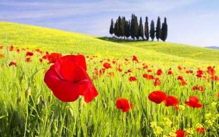 Poppies Field,Tuscany - nature, trees, italy, colorful, field, flowers, poppies