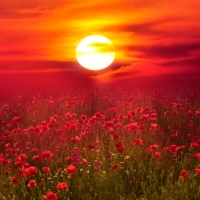 Full Moon Above the Poppies Field