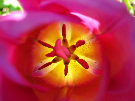 bright colors - macro, flowers, tulip, bright