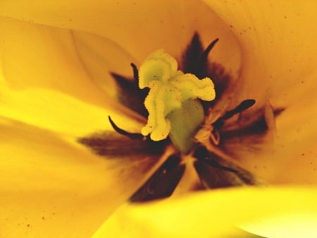 yellow bloom - macro, flowers, tulips, bright