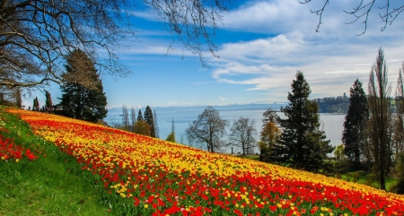 Tulips Field  on  Mountain Slope - trees, summer, slope, flowers, tulips, nature, field, lake, sky