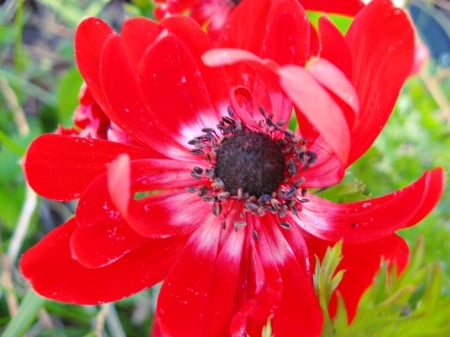 red flower - flowers, red, bright, macro