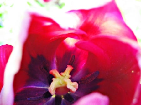 twirl away - flowers, bright, tulips, macro