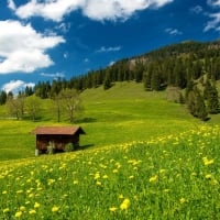 Pasture in the Bavarian Alps,Germany