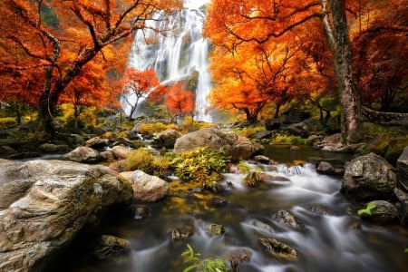 Forest Falls - fall, river, trees, nature, waterfall, autumn, forest, rocks