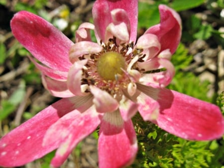 pink is in - macro, flowers, pink, bright