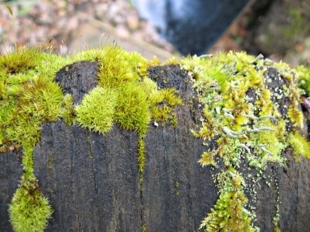 moss is boss - moss, bright, wood, green