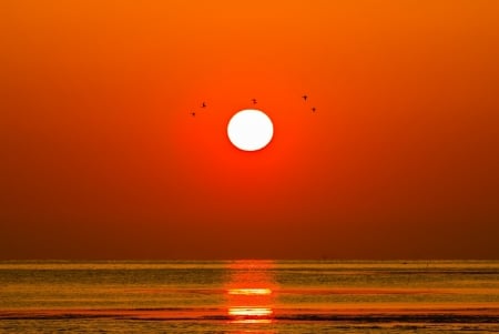 Beautiful sunset - sunset, sea, sun, birds