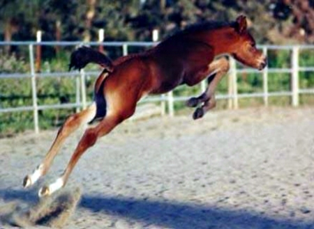 Up And Away - Animals, Colt, Jump, Horses