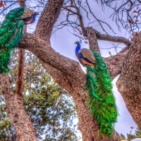 Peacocks