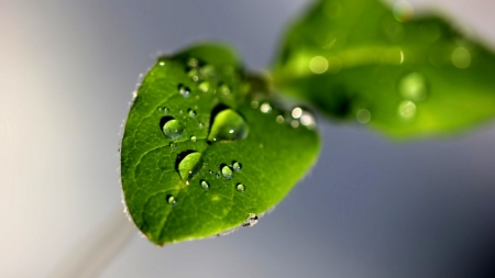 Drops macro - abstract, raindrops, photography, drops, dewdrops, leaves, natire, dew, macro, leaf, wallpaper