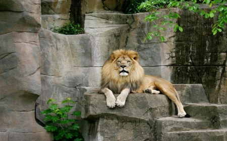 King of the Forest - lion, animal, forest, leo