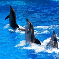 cute dancing dolphins