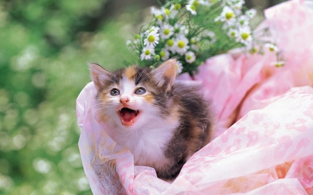 cute kitten in a pink basket